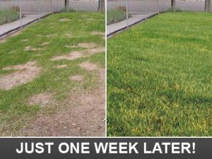 Just one week later our Santa Cruz Sprinkler Repair team has your lawn green